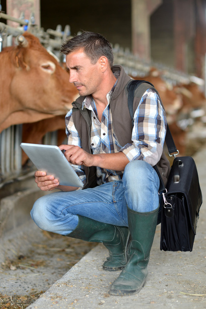 Breeder in cow barn using digital tablet - Foto, Bild