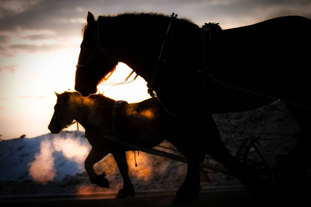 course de chevaux à hokkaido
 - Photo, image