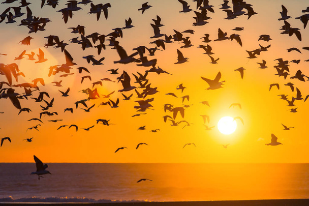 Aves sobre el océano Atlántico
 - Foto, Imagen