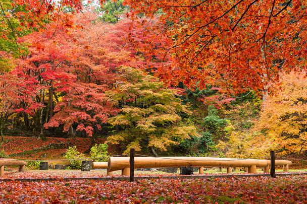 Punainen vaahtera puita japanilainen temppeli
 - Valokuva, kuva