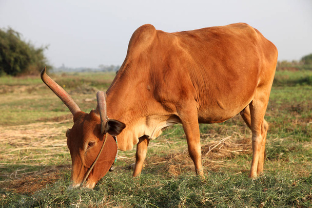 Ciekawa krowa jedząca trawę na polu - Zdjęcie, obraz