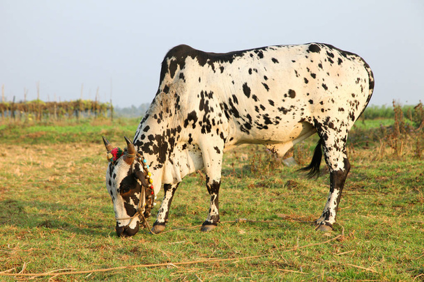 Zvědavá kráva pojídající trávu na poli - Fotografie, Obrázek