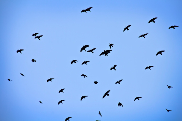 Группа птиц
 - Фото, изображение