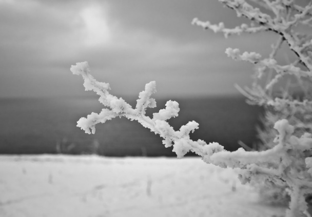 een tak met sneeuw bedekt - Foto, afbeelding