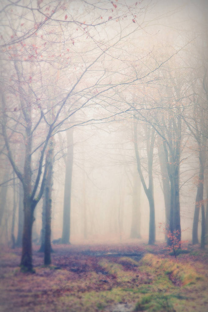 Englantilainen metsä sumuisena aamuna
 - Valokuva, kuva