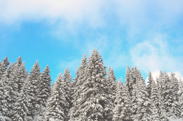 Beautiful winter forest landscape - Foto, Imagem