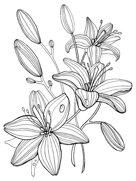 Lily flowers coloring book vector illustration - Vektör, Görsel