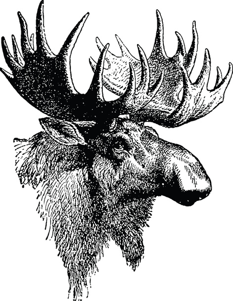 Vintage afbeelding moose - Foto, afbeelding