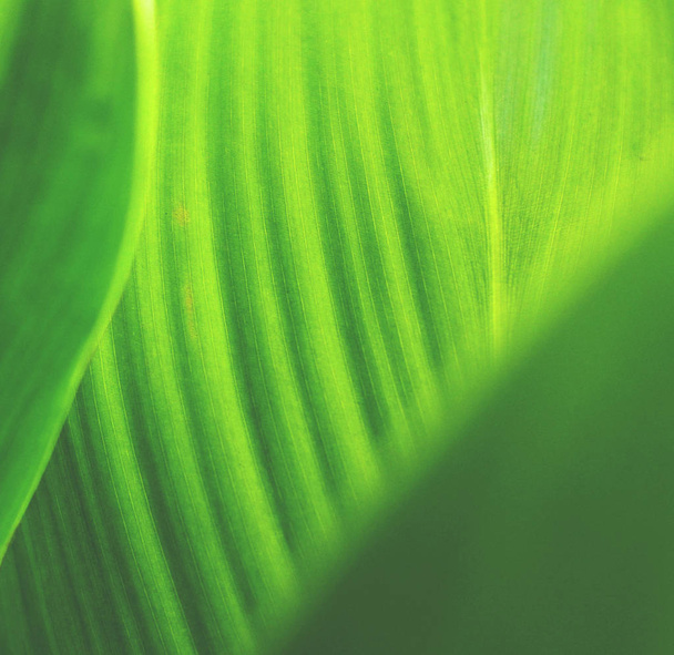 Abstract of green leaf - Фото, изображение