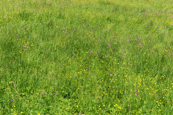 Wildblumenwiese in den Bergen - Foto, Bild