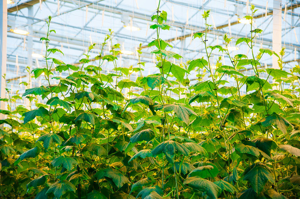 Cucumbers ripening in greenhouse - Foto, imagen