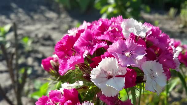 İhale beyaz pembe karanfil çiçek - Video, Çekim