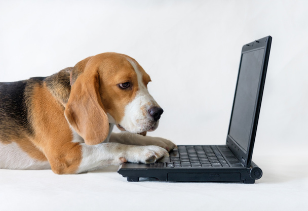 Beagle works on the laptop - Foto, afbeelding
