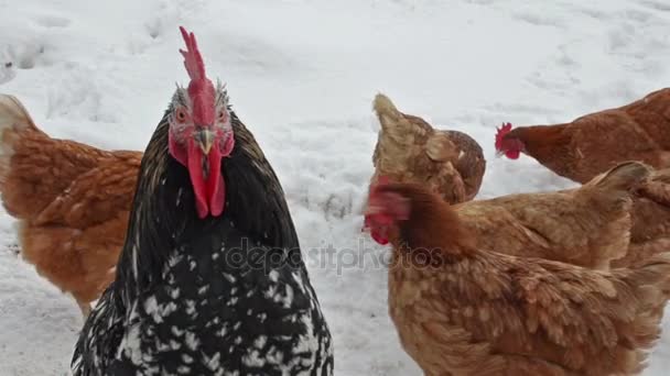 Gallo arrabbiato a guardia galline in inverno nevoso. Close up cazzo in fattoria biologica
 - Filmati, video