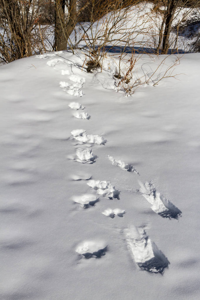 footprints in the snow - Foto, Bild