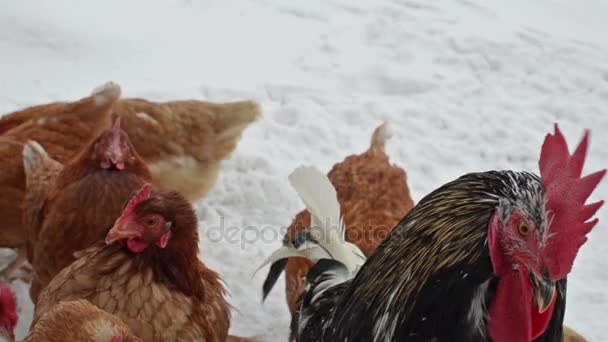 Θυμωμένος κόκορας που φύλαγε όρνιθες σε χειμώνα χιονισμένο. Εσωτερικη καβλί στο βιολογικό αγρόκτημα - Πλάνα, βίντεο