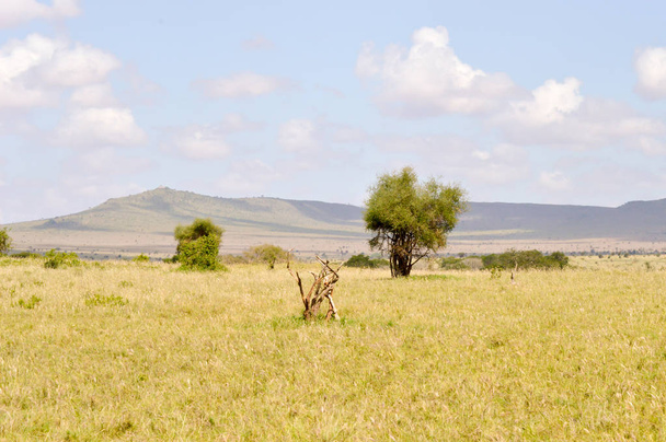 Pohled na savannah Tsavo East v Keni - Fotografie, Obrázek