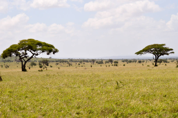 Pohled na savannah Tsavo East - Fotografie, Obrázek