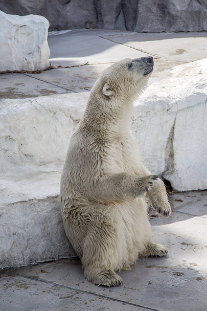 Lední medvěd v zoo Ueno v Tokiu - Fotografie, Obrázek