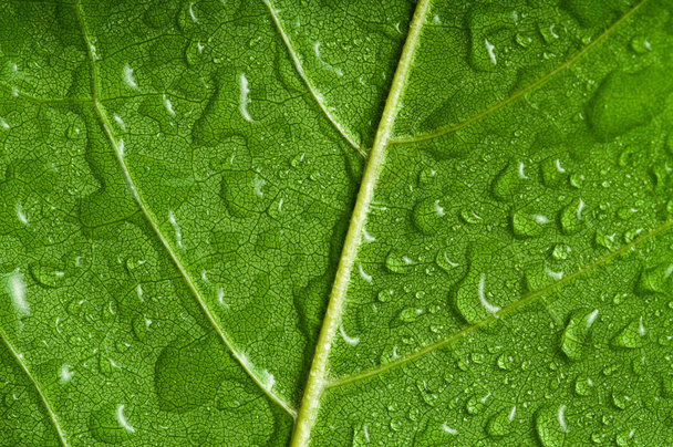 Leaf - Foto, Imagen