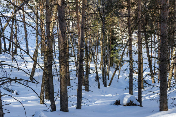 Neve na floresta - Foto, Imagem