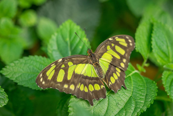 Una farfalla di malachite
 - Foto, immagini
