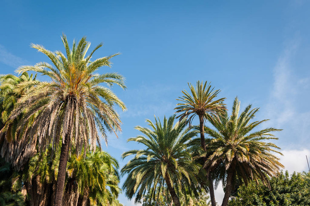 Hermoso jardín con palmeras y una fuente en San Remo
 - Foto, imagen