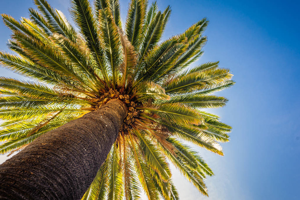 palm against the blue sky - Фото, изображение
