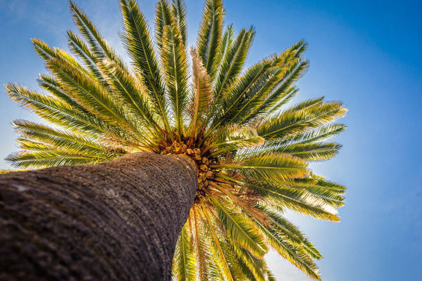 palm against the blue sky - Photo, image