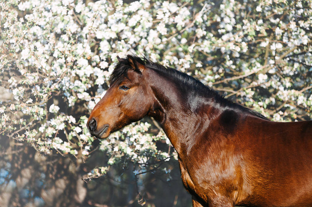 Beautiful portrait of a bay horse on a background of a blossoming tree in spring - Photo, Image