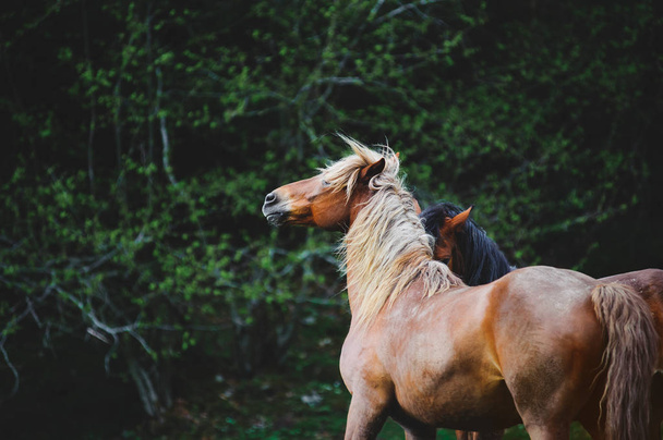 Due bellissimi cavalli con una lunga criniera bellissimi giochi sullo sfondo della foresta verde scuro
.  - Foto, immagini