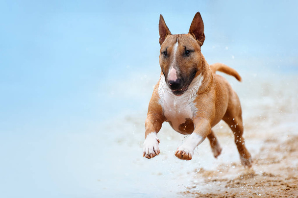 Красивая красная и белая собака породы мини-бык терьер бежит вдоль пляжа на фоне воды и глядя на камеру крупным планом
 - Фото, изображение