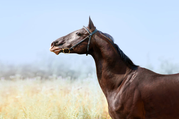 Piękny ogier Akhal-Teke. Portret konia w profilu z łabędzia szyja - Zdjęcie, obraz