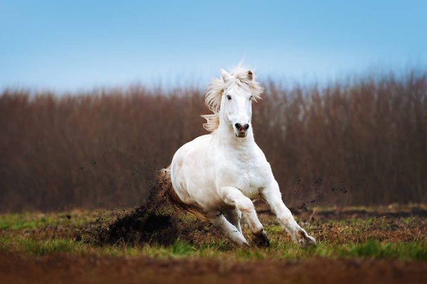 Piękny koń biały galopujący na zaorane pole na tle niebieskiego nieba - Zdjęcie, obraz