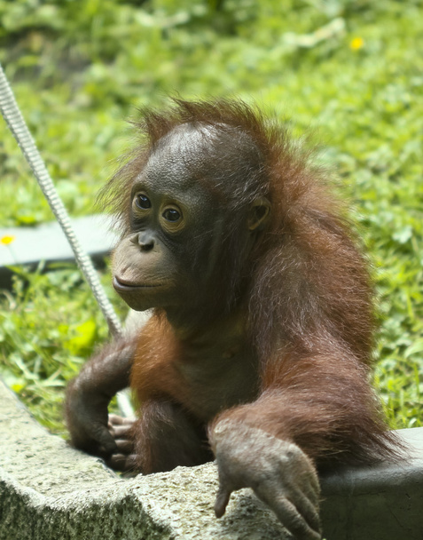 Un bebé orangután en su recinto zoológico
 - Foto, Imagen