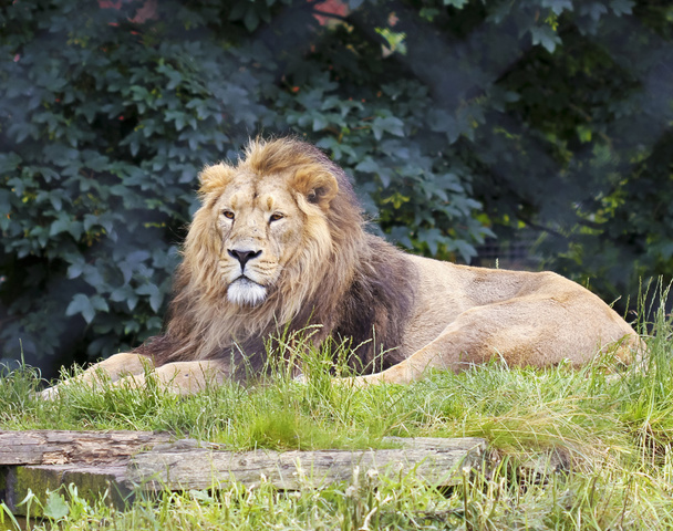 Um leão macho mente em um zoológico
 - Foto, Imagem