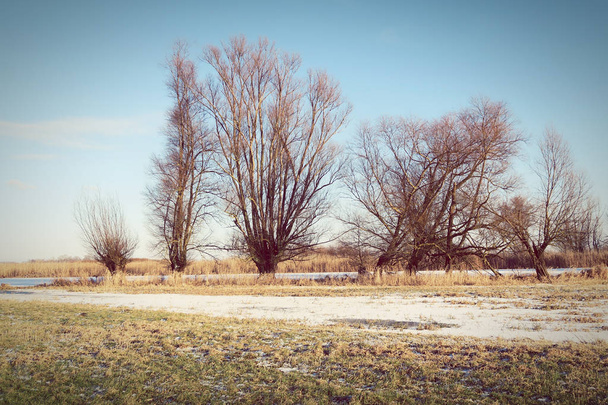 Гафельские луга зимой с типичными ивами
 - Фото, изображение