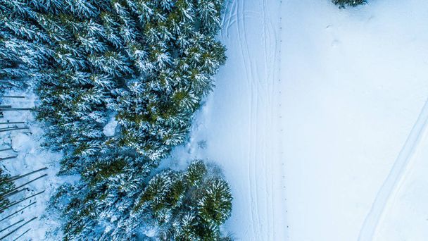Švýcarský zimě - stromy z výše - Fotografie, Obrázek
