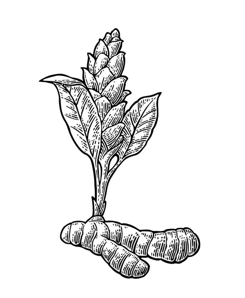 Turmeric root and flower. Hand drawn vector vintage engraved - Vector, imagen