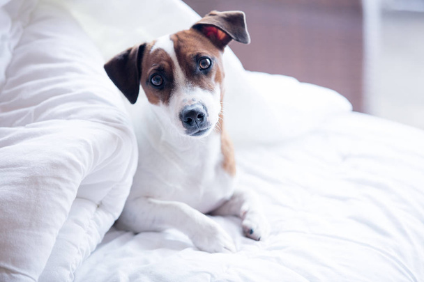 Portréja egy fiatal jack russell terrier egy ágy  - Fotó, kép