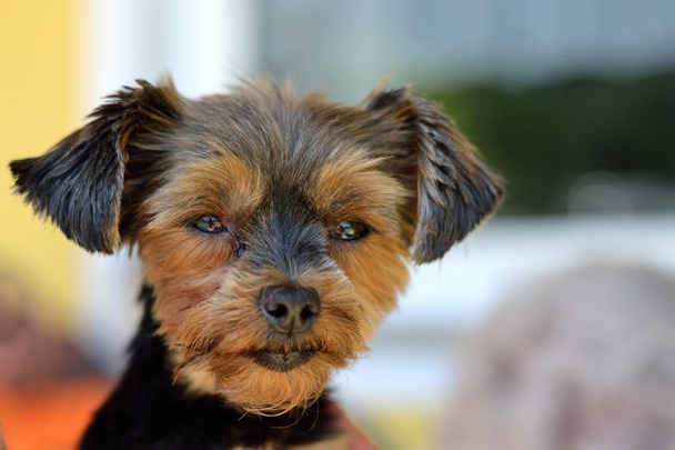 Σκύλος κεφάλι - τεριέ του Γιορκσάιρ - Φωτογραφία, εικόνα