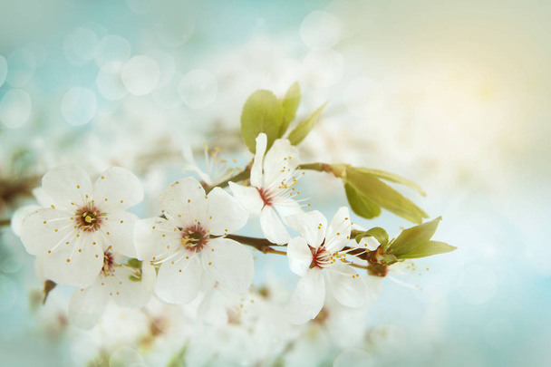 Apple blossom. Shallow depth of field - Photo, Image