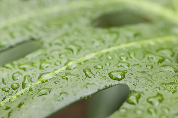 Rain drops on leaf of cheese plant - Photo, Image