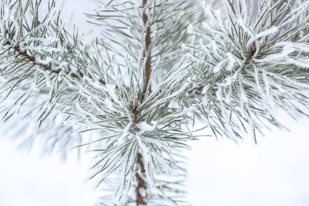 Charming frozen branches - Фото, изображение