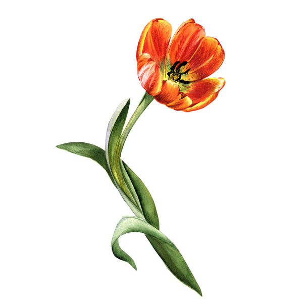Λουλούδι τουλίπα αγριολούλουδα σε στυλ υδροχρώματος απομονωμένες. - Φωτογραφία, εικόνα