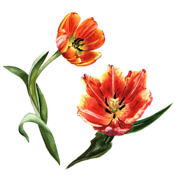 Wildflower tulip kwiat w stylu przypominającym akwarele na białym tle. - Zdjęcie, obraz