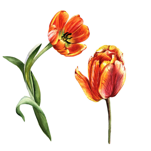 Wildflower tulip flower in a watercolor style isolated. - Photo, image