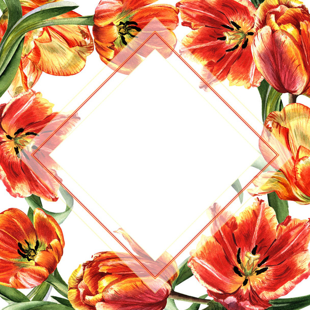 Wildflower tulip flower frame in a watercolor style isolated. - Zdjęcie, obraz