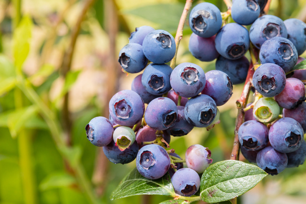 fresh organic blueberries on blueberry bush - Photo, Image
