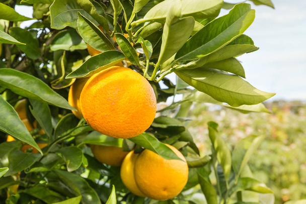πορτοκάλια ωρίμανσης πορτοκαλί δέντρο - Φωτογραφία, εικόνα